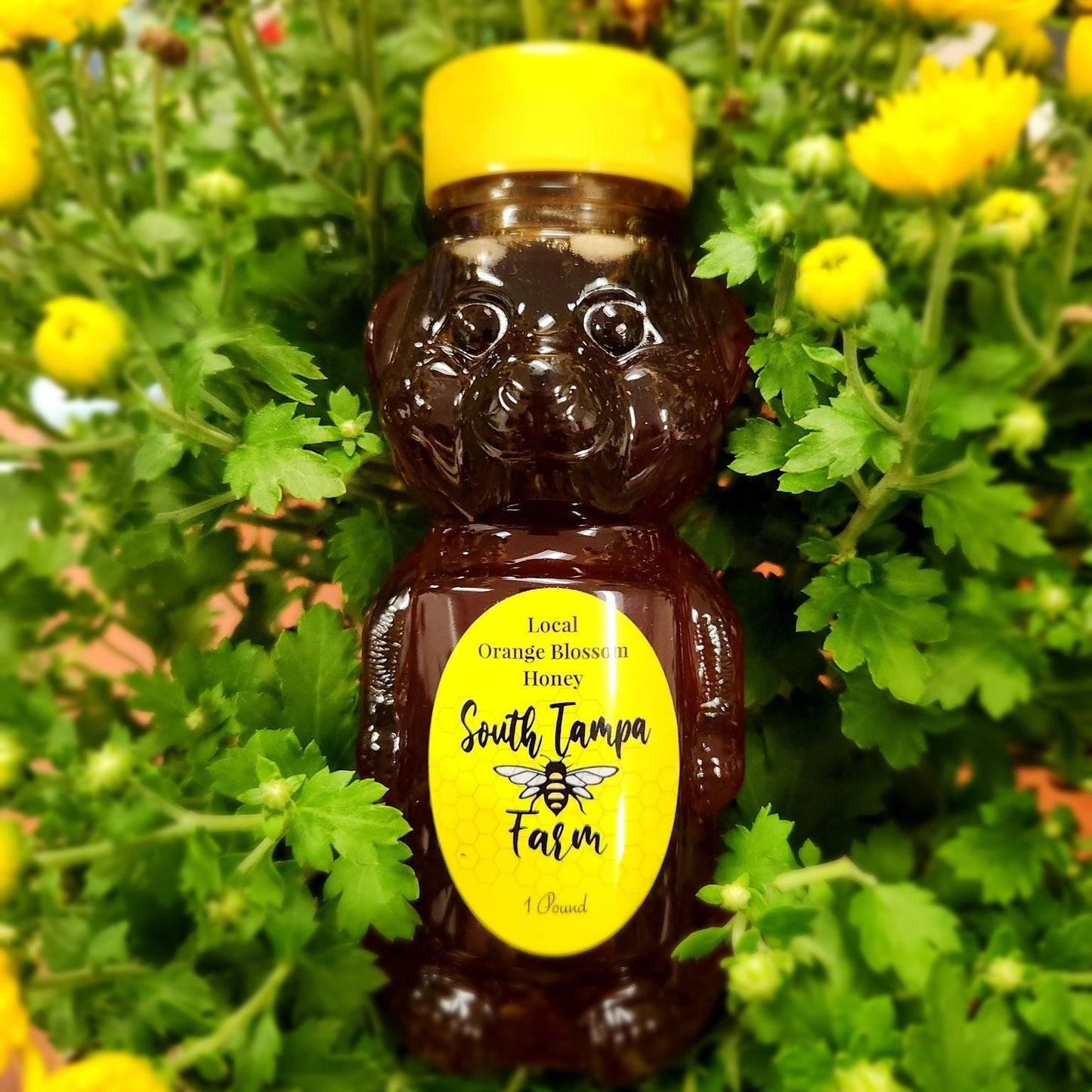 One Pound Orange Blossom Honey